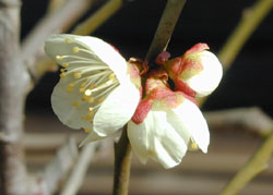 平櫛田中館の梅の花