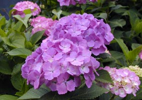 あじさい公園のあじさい