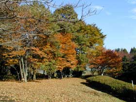 市内の紅葉の風景の写真