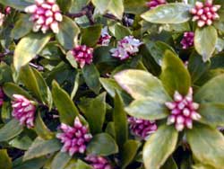 じんちょうげの花の写真