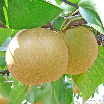 小平産農産物（梨）の写真