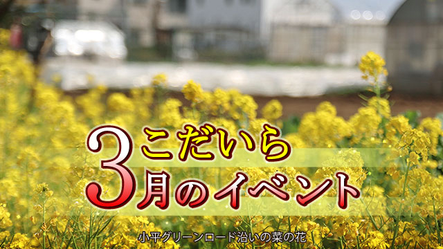 こだいらグリーンロード沿いの菜の花