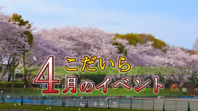 桜　中央公園