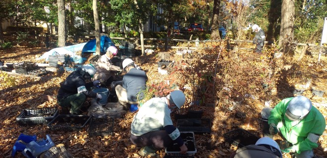 どんぐりの種植え