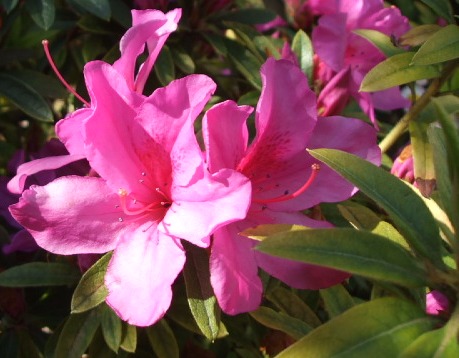 ピンク色のつつじの花の写真