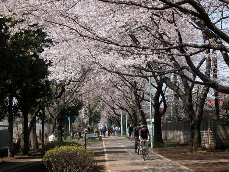 小平グリーンロード 東京都小平市公式ホームページ