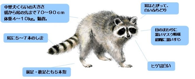 ハクビシンとアライグマについて 東京都小平市公式ホームページ