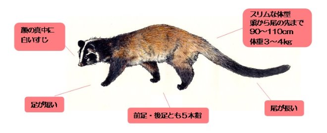 ハクビシンとアライグマについて 東京都小平市公式ホームページ