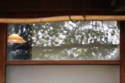 窓に木の枝が反射した写真