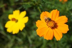 蜂が花に止まっている写真