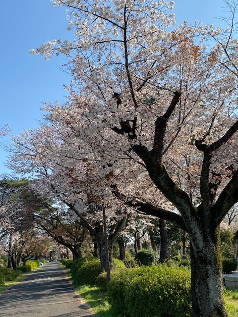 桜の写真